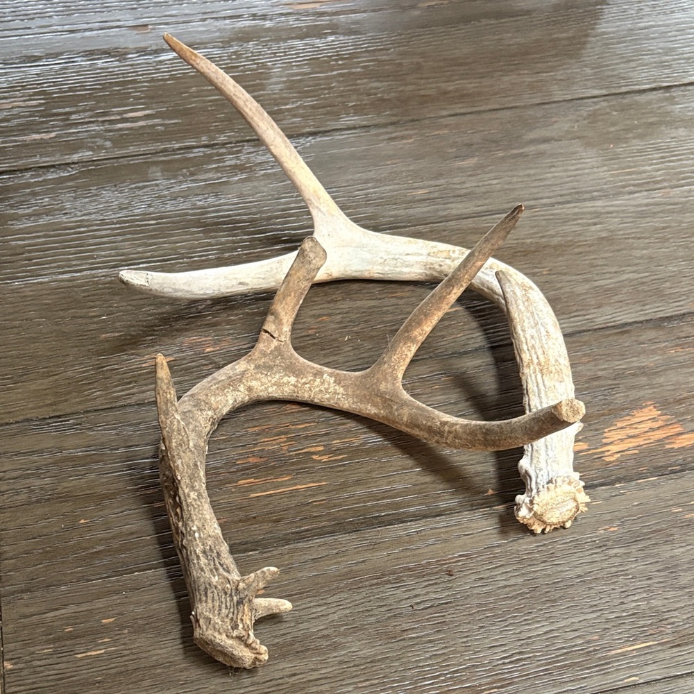 Rustic Antler Wall Decor